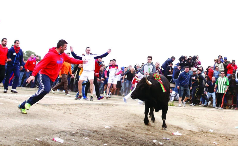 Protests as men spear bull to death to mark festival