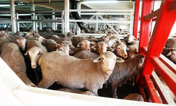 Dealers dupe buyers by selling imported sheep as local