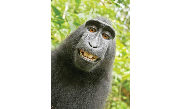 PETA sues to give monkey copyright of selfie photos