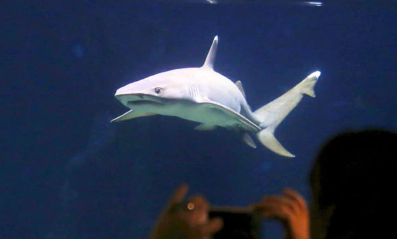 Australia to test technology
after wave of shark attacks