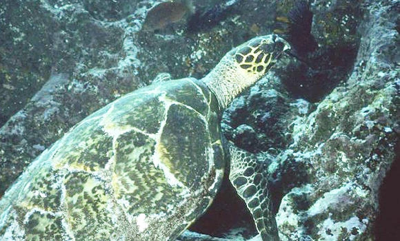 New Zealand plans to create massive marine sanctuary