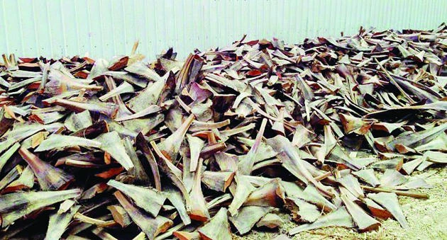 Aramco may use palm fiber to bolster oil wells