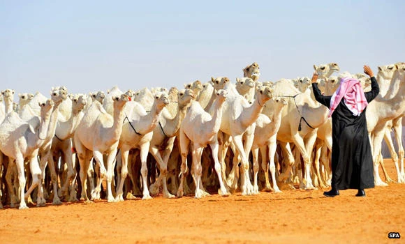 Camel owners threaten to sue ‘rumor mongers’
