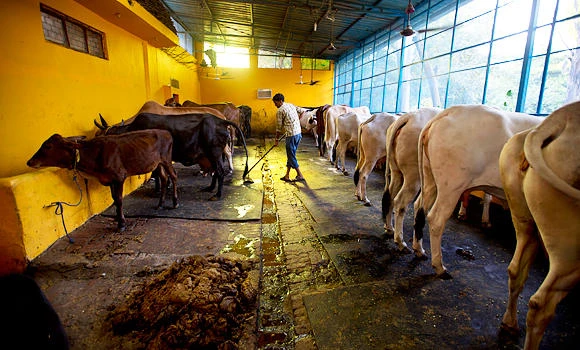Indian police: Hindu mob kills Muslim over beef accusations