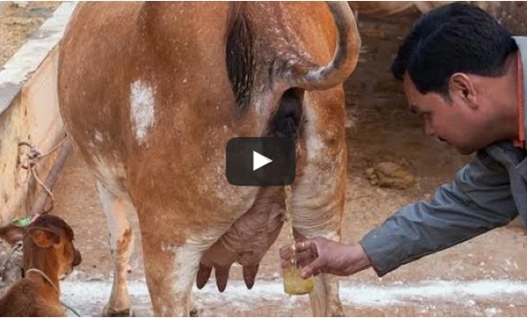 BJP minister urges Muslims to give up eating beef