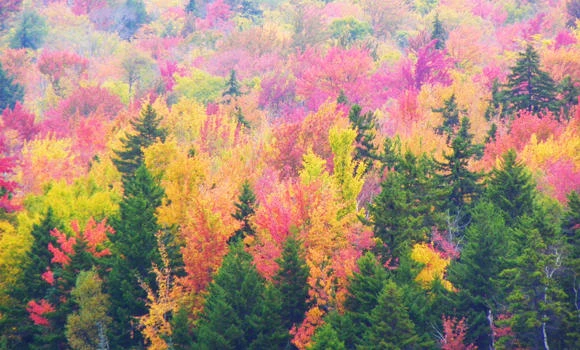 Fantastic Change of the Leaves