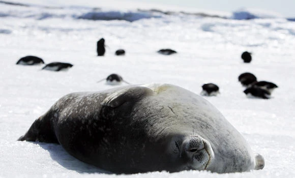 Deal on Antarctic marine sanctuaries fails