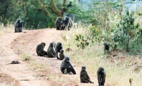 Kenyan youths renounce crime to protect forests