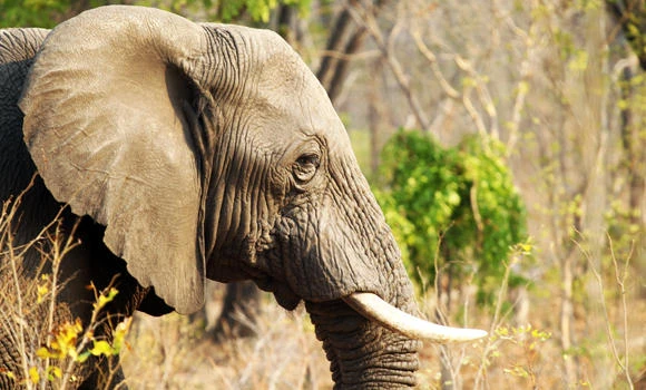 Journalists held over fake elephant poaching story