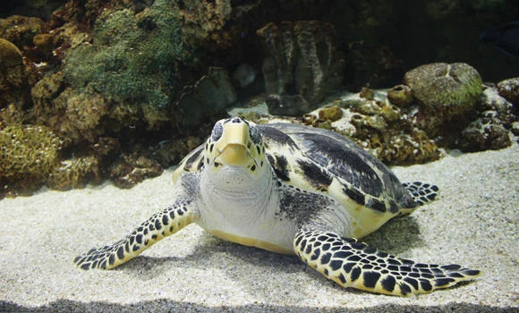 Fakieh Aquarium to return turtle back to sea after treatment