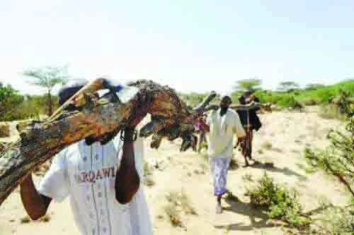 Shisha obsession destroys Somali forests