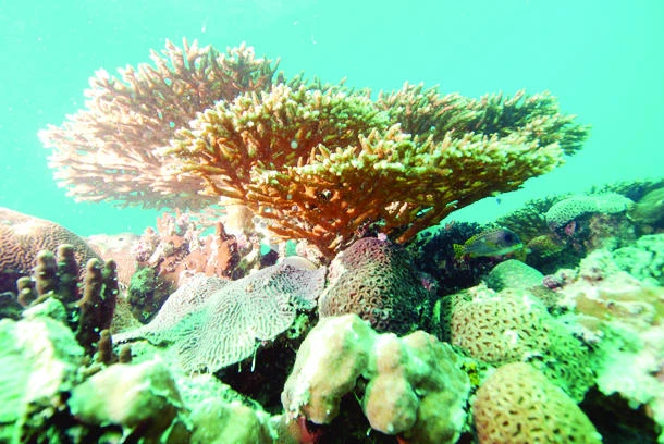 Pollution threatens Gulf coral reefs