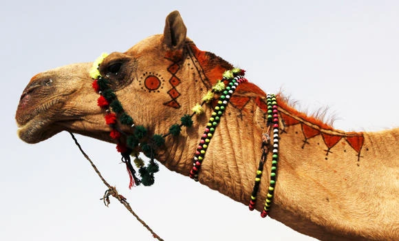 New evidence links camels to MERS: KSU