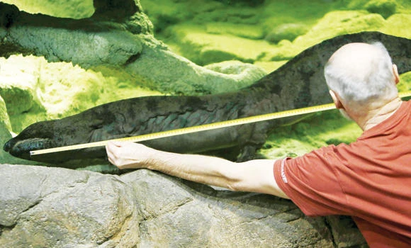 Meet Karlo, the longest salamander on Earth