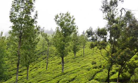 The hills are alive ... in Munnar