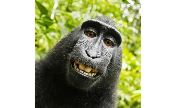Monkey cannot own copyright to ‘selfie,’ US judge says
