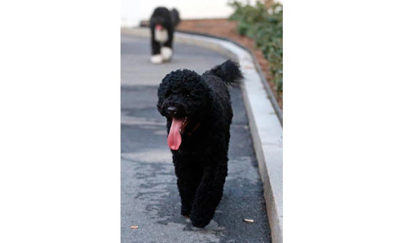 Man claiming to be 'Jesus Christ' planned to steal Obama's dog, court told