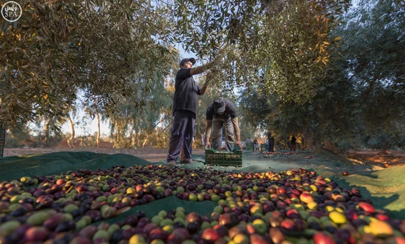 Seasonal labor visas ‘not in short supply’