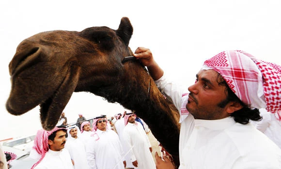 Conference to focus on MERS link with camel