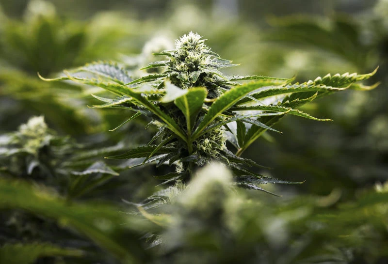 French “cannabis” drug trial leaves one brain dead, five injured