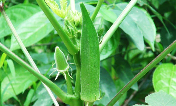 Okra: The nutritional supplier (Part 1)