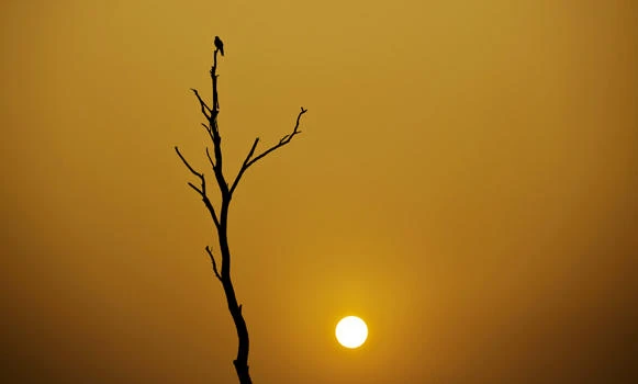 Pakistan lifts ban on hunting rare bird to please investors