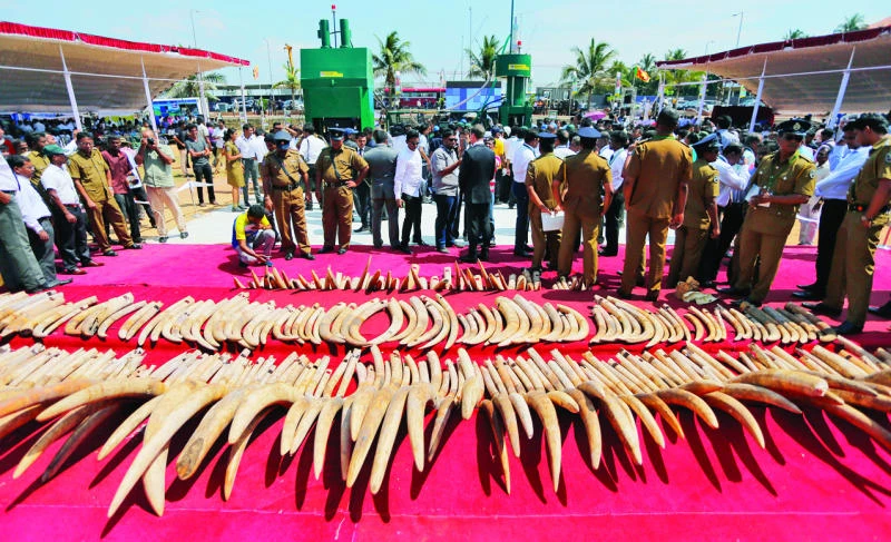 Sri Lanka destroys seized ivory