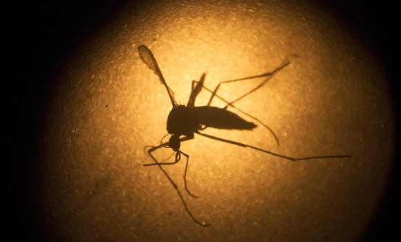 Asian countries urge sick travelers to report Zika symptoms