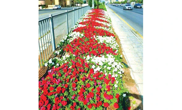 Blooming flowers add to color of Riyadh