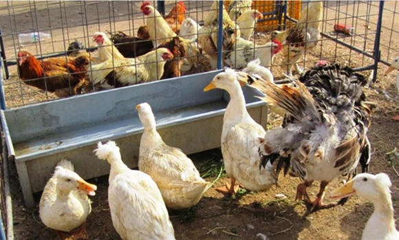 Kingdom lifts ban on Turkish poultry