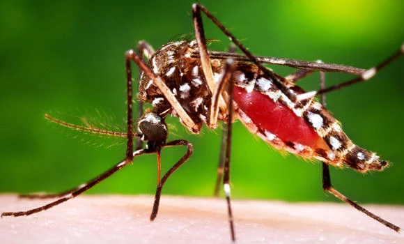 Zika epidemic: Travel advisory issued