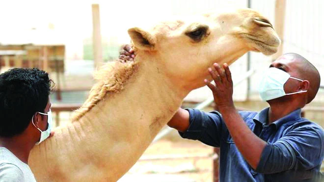 85% camels carry MERS: Study