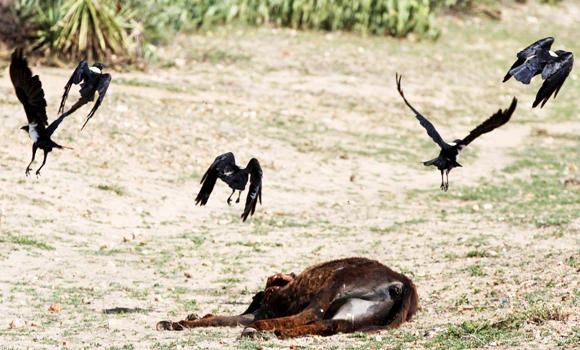 Drought-stricken Zimbabwe declares state of disaster
