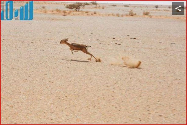 Eco-tourism development in Empty Quarter gains traction