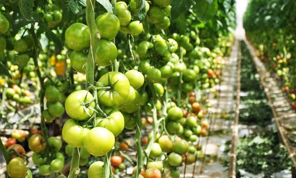 Cold wave reduces local farm output by 50 percent
