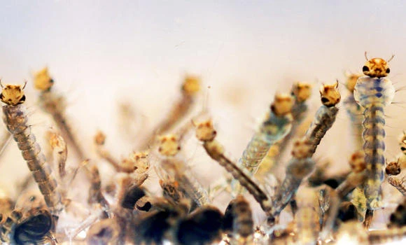 Europe creates Zika drug ‘task force’