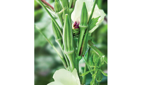 Okra: The nutritional supplier (Part 4)