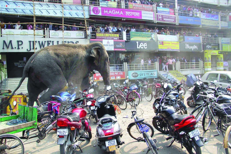 Tusker tantrums shock India town