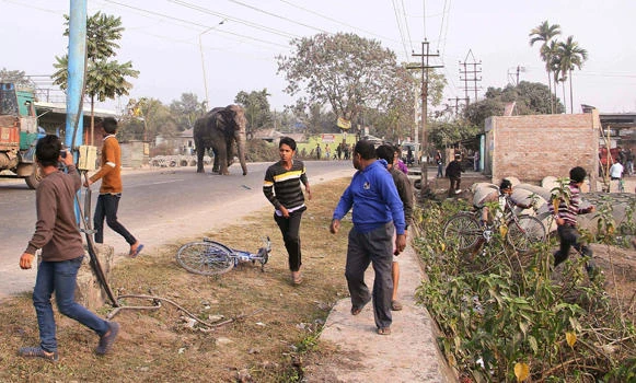 Elephant rampages in east Indian town, smashing homes