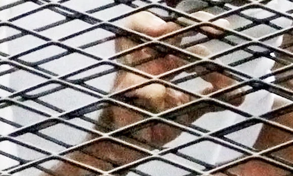 Saudi youth, Egyptian man murdered; suspects held