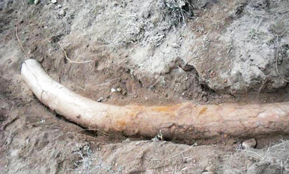 Pakistani researchers ‘find 1.1m-year-old stegodon tusk’