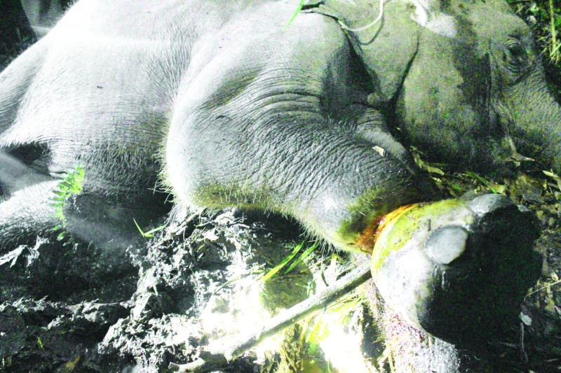 Elephant found with leg nearly severed by rope