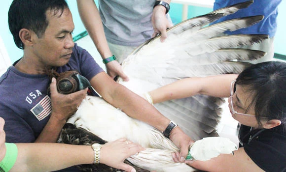 Endangered monkey-eating eagle shot, hurt in Philippines