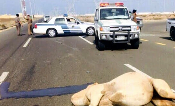 Children among five killed as car hits camel