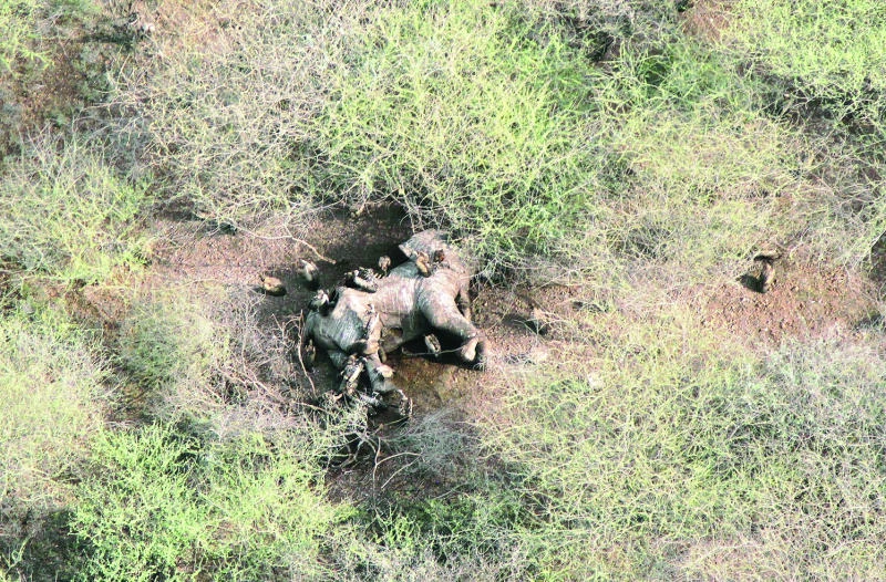 ‘Alarming’ rise in wildlife slaughter: Conservationists