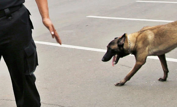 25,000 dog bites in 2 years