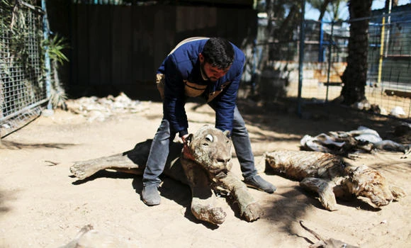 No Zootopia: Starving Gaza animals are up for sale