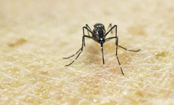Zika linked to paralyzing myelitis