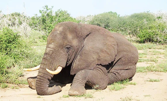 Elephant ventures into Somalia after 20 years