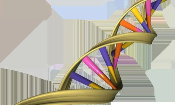 DNA test shows Vietnam twins had different fathers